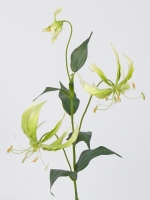 Lelie Gloriosa, groen 81cm